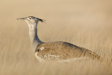 Kori Bustard