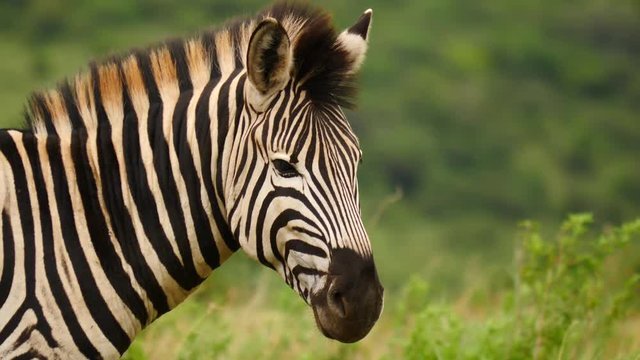 Close up adult zebra head and shoulders. Animal stares blankly while mane blows in the wind on summer day in Africa. Slow motion