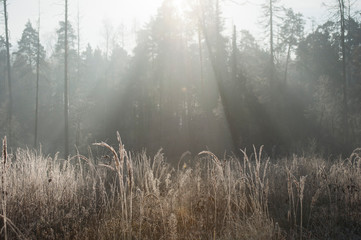 fog in the forest