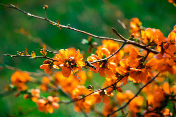 Snapshot of beautiful flowers during my walk  in this spring day in the park here in Thessaloniki,they have just blossomed and smell nice