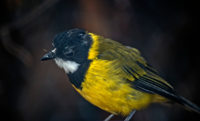 a close up of a golden whistler