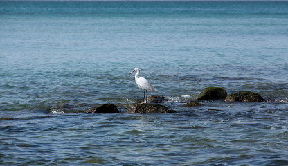 Heron hunts on stones in the sea