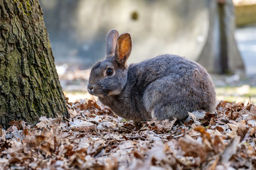 cute grey rabbit sitting in the shade under moss covered tree staring at you