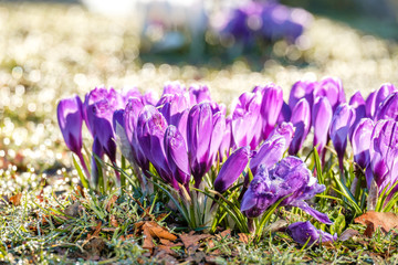 beautiful purple crocus flowers blooming on green grass field under the sun in the park