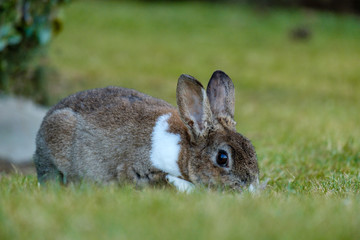 cute brown rabbit with white neck hair laying on the green grass field in the shade eating