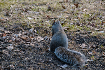 cute brown squirrel standing on the fall leaves filled ground back facing you © Yi