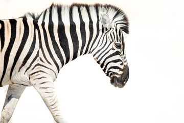 High Key image of a zebra
