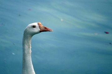 swan on a lake