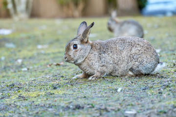 side portrait of cute brown bunny sitting on the dry grass ground