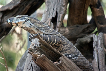 A close up of a  lace monitor lizard