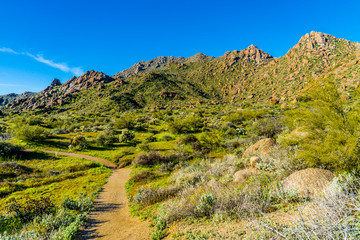 A Sonoran desert landscape in Arizona