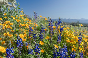 Poppies and Lupines in the desert