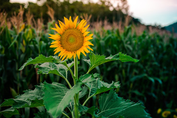 Sunflower