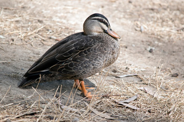 a Pacific black duck in a field