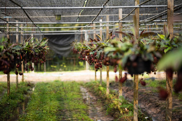 Close up of Nepenthes also called tropical pitcher plants or monkey cups in the plant nursery garden farm.