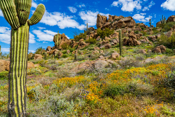 Poppies up the hillside