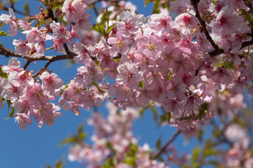 新川千本河津桜　千葉県八千代市米本