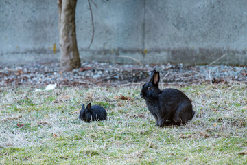 pap rabbit sitting besides little black bunny eating grass in the field in front of grey wall