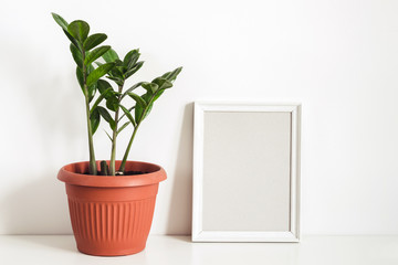 Tropical potted plant Zamioculcas and empty photo frame against white wall. Scandinavian interior fragment
