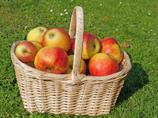 Äpfel im Korb auf einer Wiese