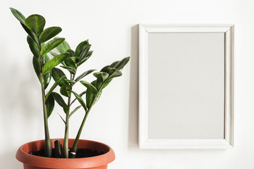 White frame Mockup and potted plant Zamioculcas