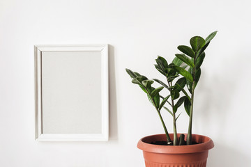White frame Mockup and potted plant Zamioculcas against white wall