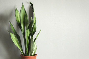 potted plant Sansevieria against gray wall Mock up