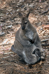 A red necked wallaby with joey  in her pouch