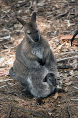 A red necked wallaby with joey in her pouch