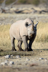 Obraz premium Rhino at a water hole in Etosha National Park, Namibia.