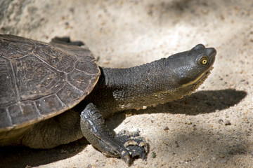 this is a close up of a large turtle