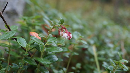 Obraz premium cowberry blossom