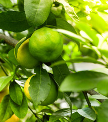 lemon on branch with beauty warm light in plantation