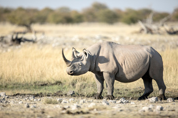 Obraz premium Rhino at a water hole in Etosha National Park, Namibia.
