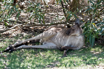 a western grey  kangaroo resting in the shade 