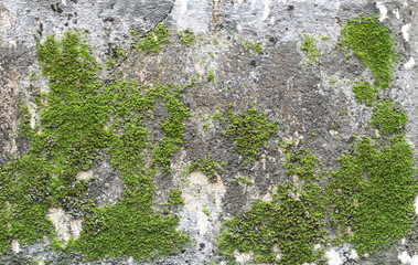 background texture: the surface of old concrete slab covered with moss or algae