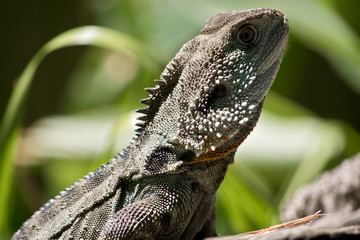 a close up of a water dragon lizard