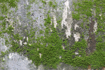 background texture: the surface of old concrete slab covered with moss or algae