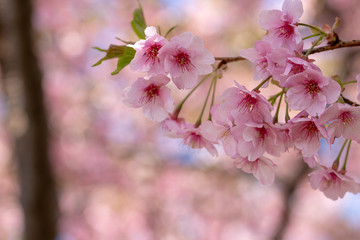 新川千本河津桜　千葉県八千代市米本