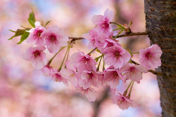 新川千本河津桜　千葉県八千代市米本