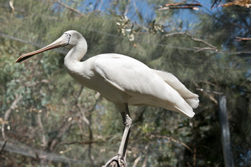 the yellow spoonbill is a tall bird