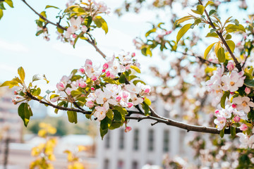 White apple blossom background with beautiful blurred bokeh effect.
