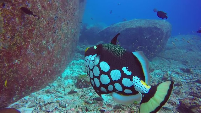 Clown trigger fish puts its fin up in warning. Cute but aggressive.