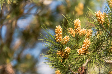 Naklejka na ściany i meble New Pine Cones Budding in Spring on a Mature Pine Tree in Southern Italy