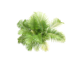 Fototapeta na wymiar top view palm leaves tree isolated on white background