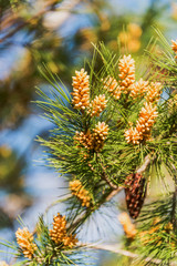 Fototapeta premium New Pine Cones Budding in Spring on a Mature Pine Tree in Southern Italy