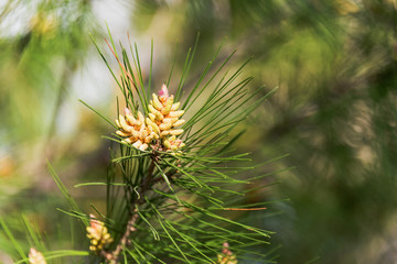 Naklejka na ściany i meble New Pine Cones Budding in Spring on a Mature Pine Tree in Southern Italy
