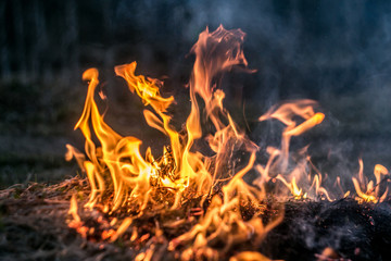 The flames of the fire burning the herb in the evening field, turning into coals and ashes with smoke. Soft focus and texture.