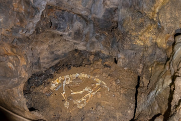 plastic animal skeleton at the Caves of Barac in the municipality of Rakovica, Croatia
