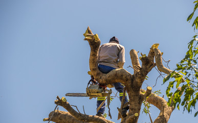 Fototapeta premium Lumberjack works at the top of a tree isolated against the blue sky image with copy space in landscape format
